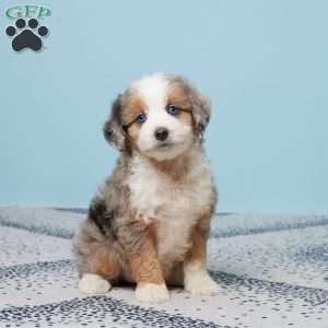 Benji, Mini Aussiedoodle Puppy